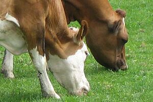 Deux vaches au pâturage.