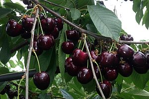 Cerises Kordia. Photo: FiBL.